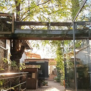 Primate Overhead Tunnel