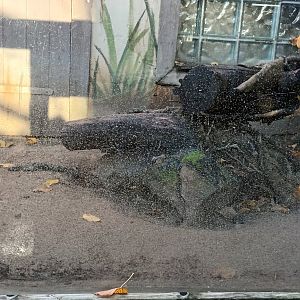 Part of Banded Mongoose Enclosure
