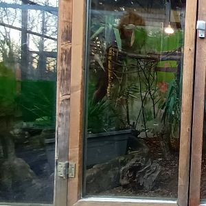 Part of Green Iguana, Crested Partridge, Common Marmosett and Golden headed Lion Tamarin Enclosure