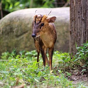 Reeves's Muntjac