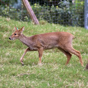 Water Deer (Hydropotes inermis)