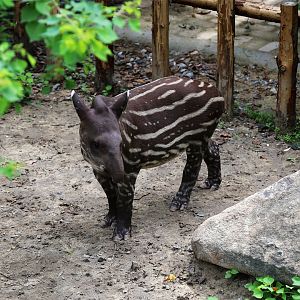 Brazilian Tapir Baby, August 2017