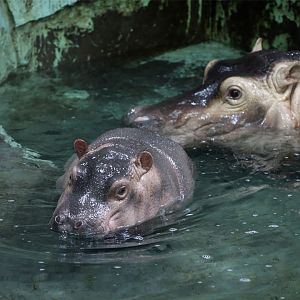 Baby Hippo with Mom