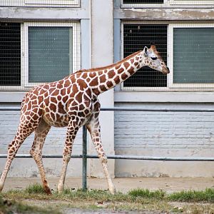 3-month-old Giraffe Calf