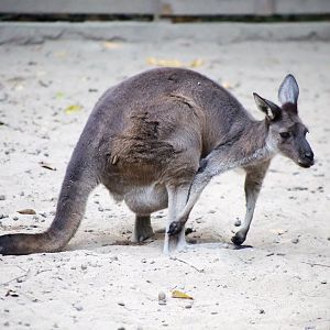 Eastern Grey Kangaroo