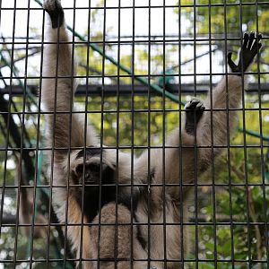 Pileated Gibbon