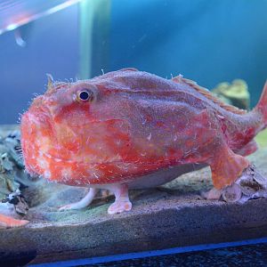 Tassled coffinfish (Chaunax fimbriatus)