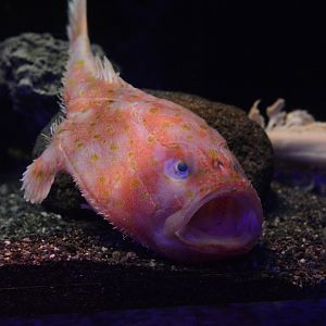 Abe's coffinfish (Chaunax abei)