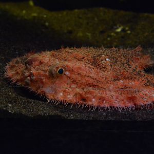 Minipizza batfish (Halieutaea stellata)