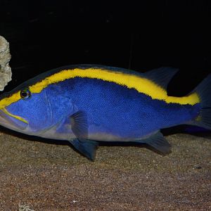 Goldribbon soapfish (Aulacocephalus temminckii)