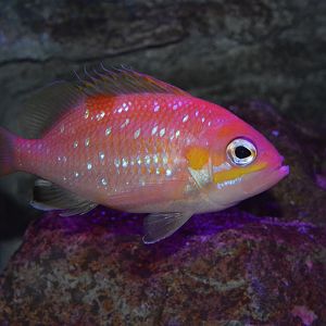 Pearl-spotted fairy basslet (Selenanthias analis)