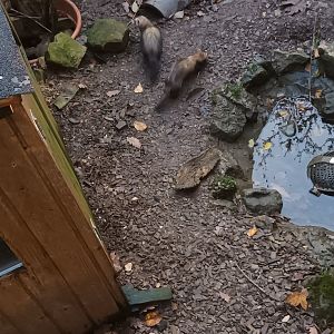 Ferret Enclosure