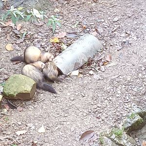 Ferrets