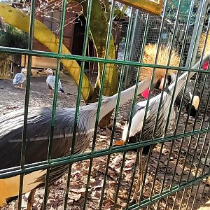 African grey crowned Cranes