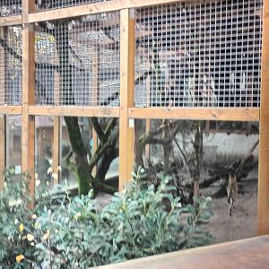 View of Ferret Enclosure below and Serval Enclosure behind