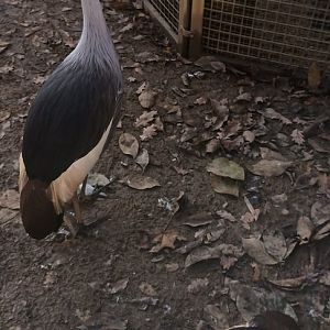 African grey crowned Cranes