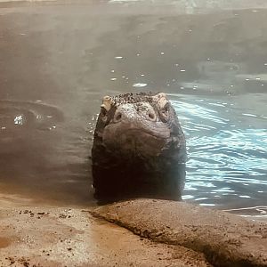 Komodo Dragon