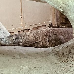 Komodo Dragon