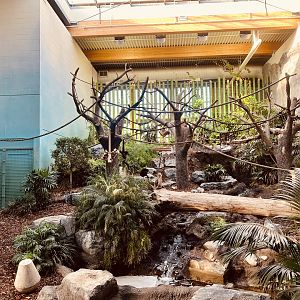 White-handed Gibbon Indoor Exhibit