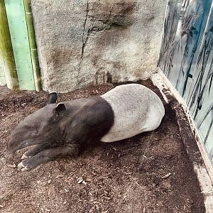 Malayan Tapir