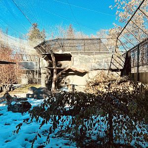 Snow Leopard Exhibit