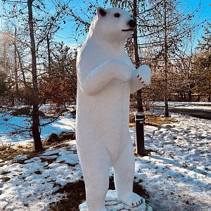 Zoo Art - Polar Bear