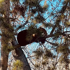 Red Panda