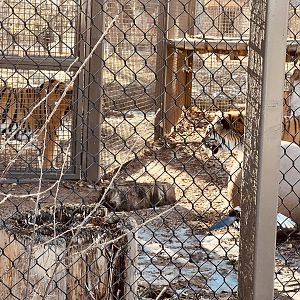 Amur Tiger Exhibit