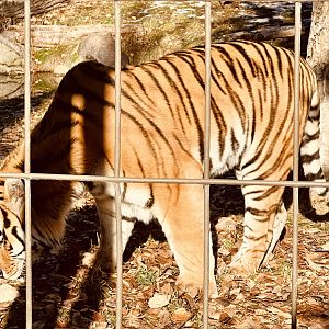 Amur Tiger
