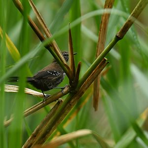 São Paulo Marsh Antwren (Formicivora paludicola)