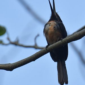 Three-toed jacamar (Jacamaralcyon tridactyla)