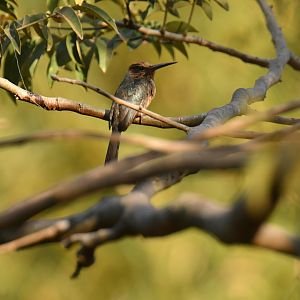 Three-toed jacamar (Jacamaralcyon tridactyla)