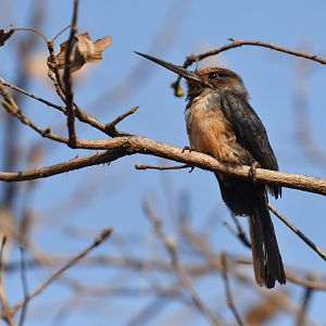 Three-toed jacamar (Jacamaralcyon tridactyla)
