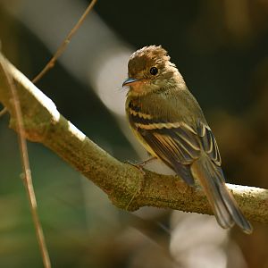 Euler's flycatcher (Lathrotriccus euleri)