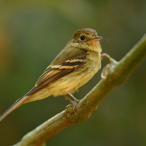 Euler's flycatcher (Lathrotriccus euleri)