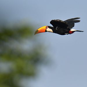 Toco tucano (Ramphastos toco)