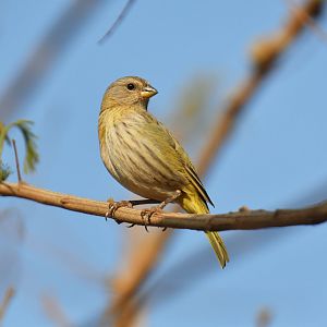 Saffron Finch (Sicalis flaveola)