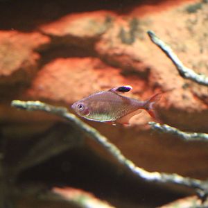 Hyphessobrycon ID