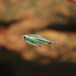 Tetra ID