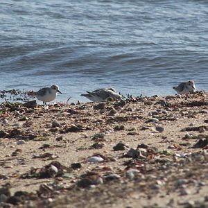 Sanderlings
