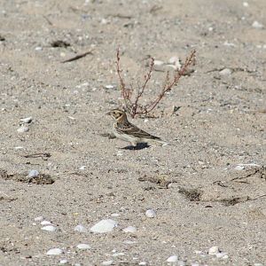 Lapland Longspur