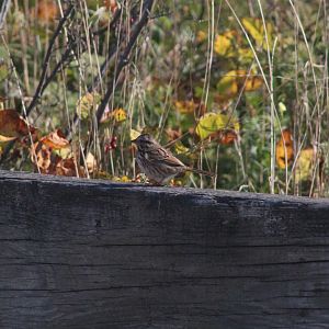 Song Sparrow
