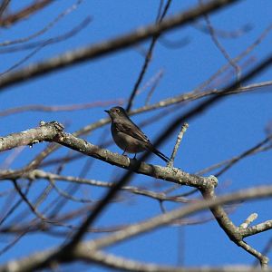 Townsend's Solitaire