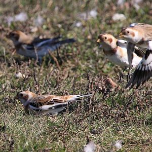 Snow Buntings