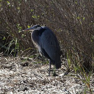 Great Blue Heron