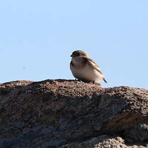 Snow Bunting
