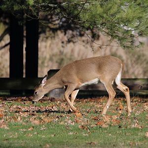 White-Tailed Deer