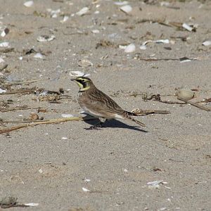 Horned Lark