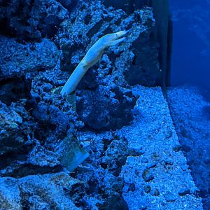 Ribbon Eel - Underwater Beauty