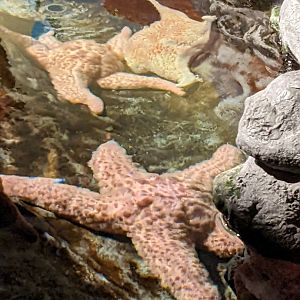 Starfish - Polar Playground